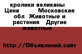 кролики великаны › Цена ­ 800 - Московская обл. Животные и растения » Другие животные   